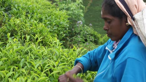 Closeup-of-a-worker-harvesting-green-leaves-at-the-Kadugannawa-Tea-Factory-fields,-on-the-inner-mountains-of-Sri-Lanka