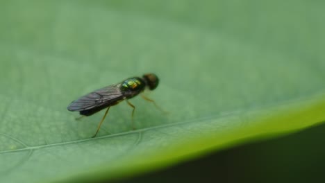 beetle-perched-on-green-leaves.-black-beetle-footage