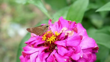 Schmetterlinge-Und-Andere-Insekten-Sitzen-Auf-Einer-Wunderschönen-Rosa-Blume