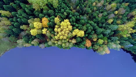 Ascend-top-down-shot-of-colorful-trees-beside-blue-tranquil-lake-during-cloudy-day-in-autumn---Magnificent-aerial-of-beautiful-landscape