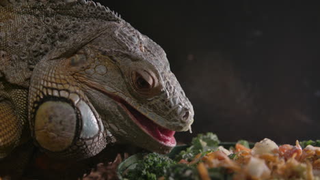Green-iguana-close-up-amazing-animal
