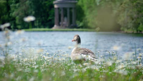 A-goose-is-relaxing-in-the-park-close-to-lake