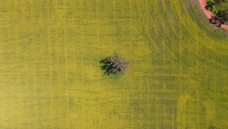 Top-down-lonely-Tree-Surrounded-by-Vibrant-Yellow-Canola-field---Australia,-Ascending-shot