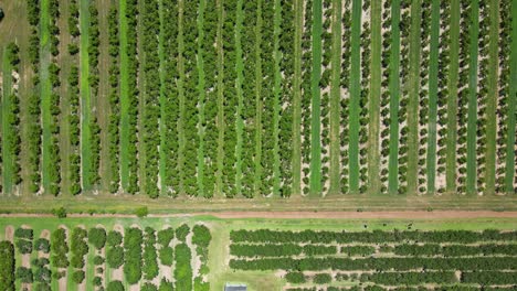 Massive-rows-of-fruit-tree-in-green-farm-orchard,-top-down-aerial-view,-4k-60fps