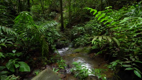 Stream--following-its-way-through-the-jungle