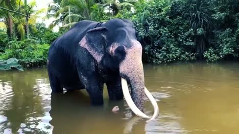 Elefante-Colmillo-Asiático-En-Sri-Lanka
