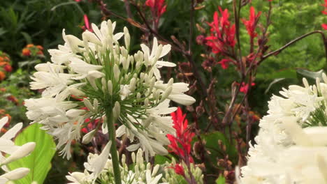 Bild-Von-Weißen-Knoblauchzwiebelblüten-Und-Roten-Schilflilienblüten-Auf-Einem-Hintergrund-Aus-Grünen-Blättern