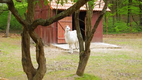 An-Alpaca-Standing-In-Barn-At-Daytime---wide-shot