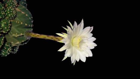 Cactus-delicate-white-flower-blossom-and-retract