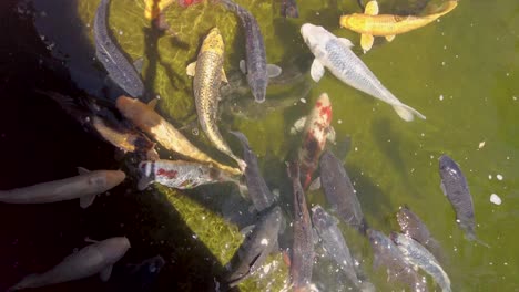 Nishikigoi-or-Kio-fish-feeding-at-the-Japanese-Garden-Central-Park-San-Mateo