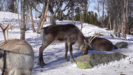 Tame-reindeers-with-collars-and-horns-in-captivity-inside-Langedrag-nature-park-Norway---Slow-motion-clip-of-reindeers-eating-and-moving-around