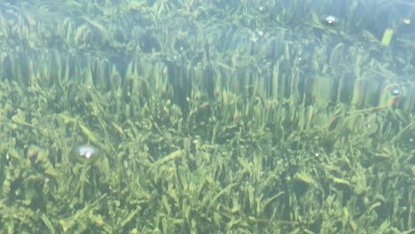Algen-Unter-Der-Kristallklaren-Wasseroberfläche