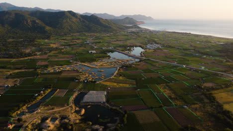 Aerial-panorama,-wine-vineyard-grape-farm-fields-by-ocean-coast-during-golden-hour
