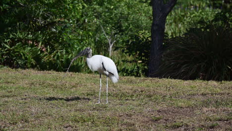 Wood-stork--collecting-nestmaterial,-Wakodahatchee,-Florida