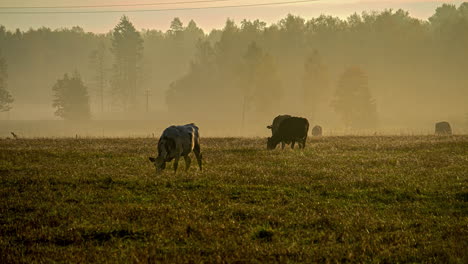 Cows-and-calves-grazing-in-Time-lapse-on-grasslands-beside-the-forest-at-sunrise