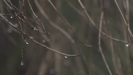 Tree-branches-without-leaves-with-small-raindrops-hanging