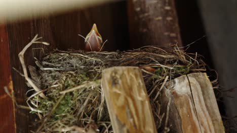 hungry-small-blackbird-chick-looking-out-of-the-nest