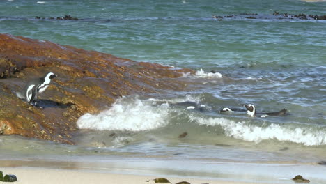 Afrikanische-Pinguinfamilie-Schwimmt-Auf-Wellen-Im-Seichten-Meerwasser-Am-Strand-In-Südafrika