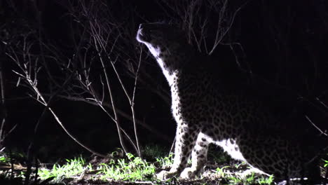 Lone-leopard-sits-by-bush-and-licks-face-on-windy-night,-spotlight