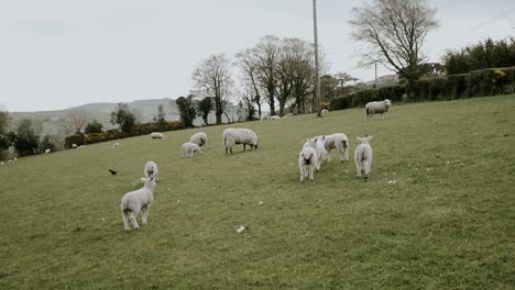 Flock-of-sheep-and-lambs-walking-in-field