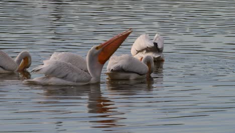 Group-of-Pelicans-feeding-in-the-waters-of-Arizonan-preserves