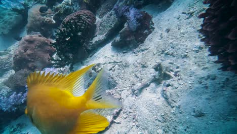 Small-yellow-sulphur-damsel-fish-swimming-at-pink-coral-reef-in-Koh-Lipe-Thailand