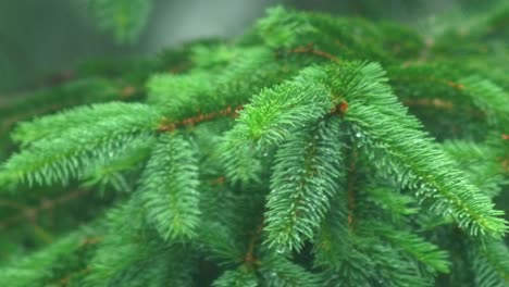 Close-Up-Of-Green-Spruce-Tree-Branch-In-The-Rain