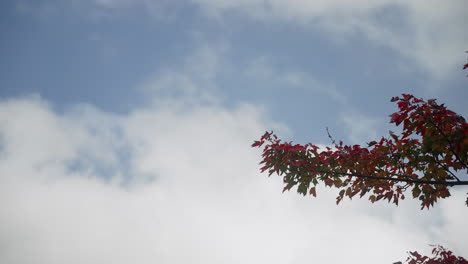 Herbstbaumzweig-Mit-Rollenden-Wolken-Im-Hintergrund-4k-60fps