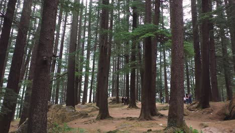 Aerial-shot-of-the-couple-walking-in-the-path-in-between-the-pine-tree-forest