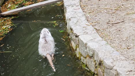 Nutria-Nagetier-Schwimmt-Im-Teich-Des-Zoos