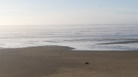 Un-Pájaro-Descansa-En-La-Orilla-Mientras-La-Marea-Se-Retira-En-Bullards-Beach-En-Oregon