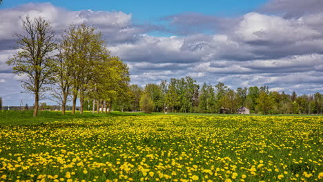 Grey-Clouds-Soaring-In-The-Sky-Over-Dandelion-Field-With-Blooming-Yellow-Flowers