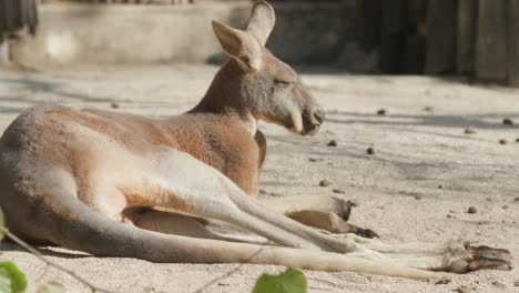 A-kangaroo-rolling-around-on-the-floor-of-its-zoo-enclosure-with-its-eyes-closed