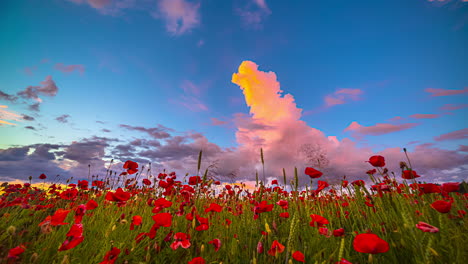Vibrant-Sky-Over-Poppy-Field-With-Red-Flowers-In-Bloom