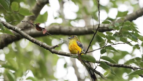 Orange-breasted-Trogon,-Perching-on-Swaying-Tree-Branches,-Breeze-Wind