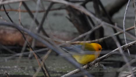 Prothonotary-Warbler-Perching-On-Slender-Branch-Of-Tree-In-Point-Pelee-National-Park
