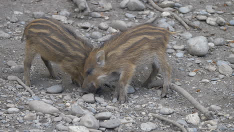 Couple-of-cute-young-boars-fighting-against-for-food-on-stony-ground--close-up-shot