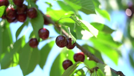 Picking-ripe-dark-red-cherries-off-cherry-tree-branch,-close-up-selective-focus