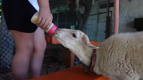 Child-fed-baby-sheep-with-a-bottle