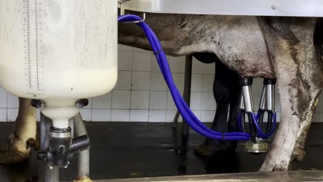 Close-up-of-cow-connected-with-pipeline-to-automated-milking-machine-dairy-mechanical-equipment-with-plastic-cylinder-tank-collecting-milk