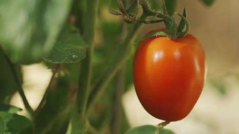 Un-Sabroso-Tomate-Rojo-Fresco-En-La-Planta-Aislada-De-Cerca