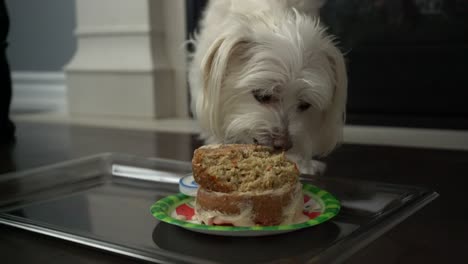 Small-white-Morkie-dog-breed-eating-dessert-cake-for-pet-birthday-celebration