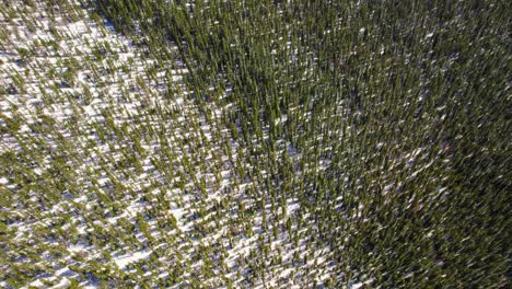 Aerial-Drone-Shot-Of-Snowy-Green-Pine-Tree-Forest-Environment-In-Mount-Evans-Colorado-USA