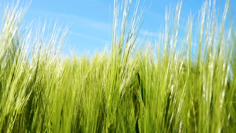 Low-angle-shot-of-Spikelets-of-young-green-wheat-on-a-bright-sunny-day