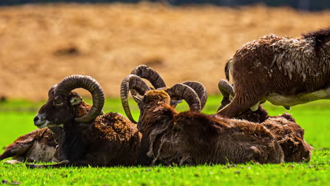 Herde-Europäischer-Mufflons,-Die-Auf-Dem-Feld-Weiden-Und-Liegen