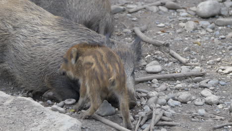 Adult-Boar-and-baby-cuddling-outdoors-on-rocky-ground---close-up-shot