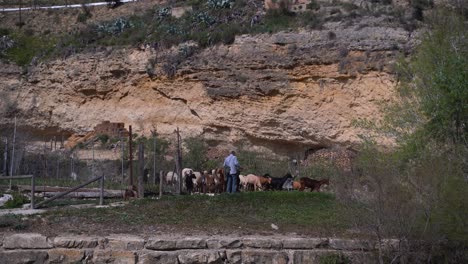 Long-shot-of-male-farmer-tending-to-herd-of-sheep-and-goats