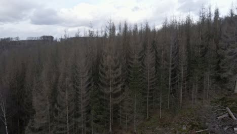 Trockener,-Toter-Nadelwald,-Der-In-Westdeutschland-Im-Winter-Teilweise-Abgeholzt-Wird