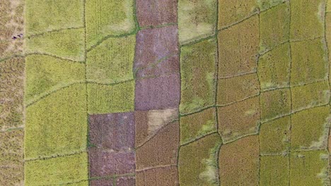 Majestic-shapes-and-colors-of-rice-fields,-aerial-top-down-descend-view
