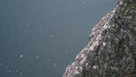 Flock-of-white-sea-sole-birds-flying-and-nesting-near-rocky-cliff-side,-top-down-handheld-view
